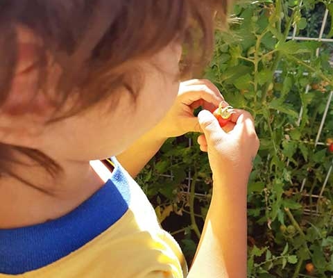 El huerto en una Escuela Infantil en las Rozas